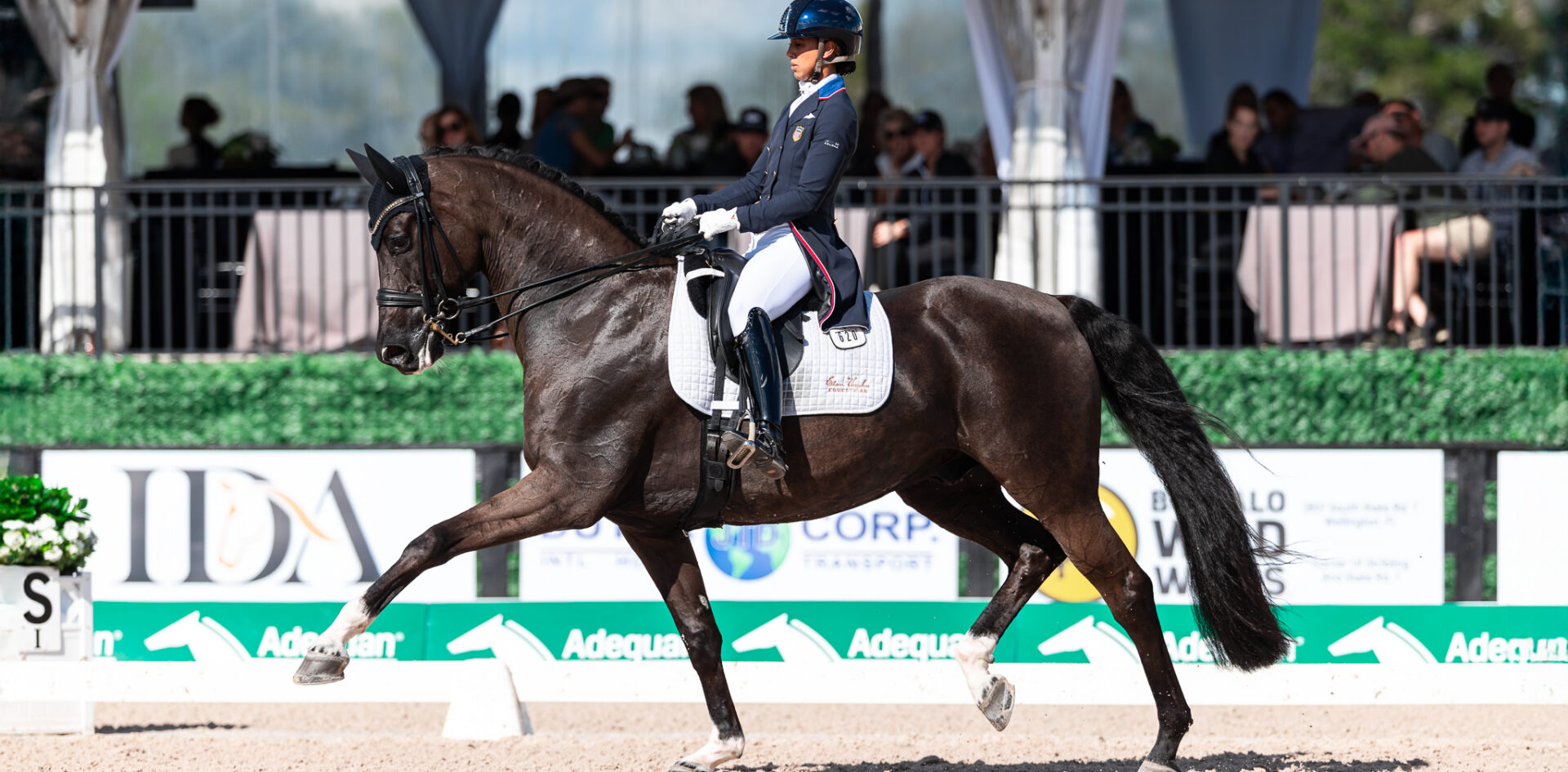 Geñay Vaughn and "Gino" competing at GDF Week 1. Geñay Vaughn and "Gino" trotting across the center line during GDF Week 1.