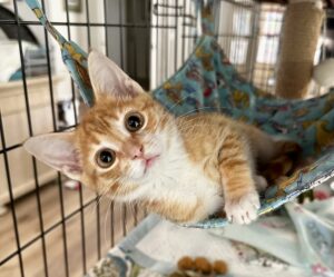 a rescued marmalade kitten