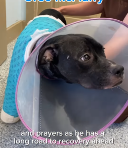 a rescued puppy